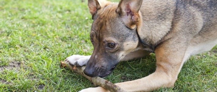 Playing Dog